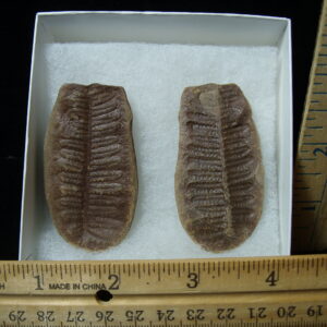 Mazon Creek Fern Fossil Nodule (041125d)