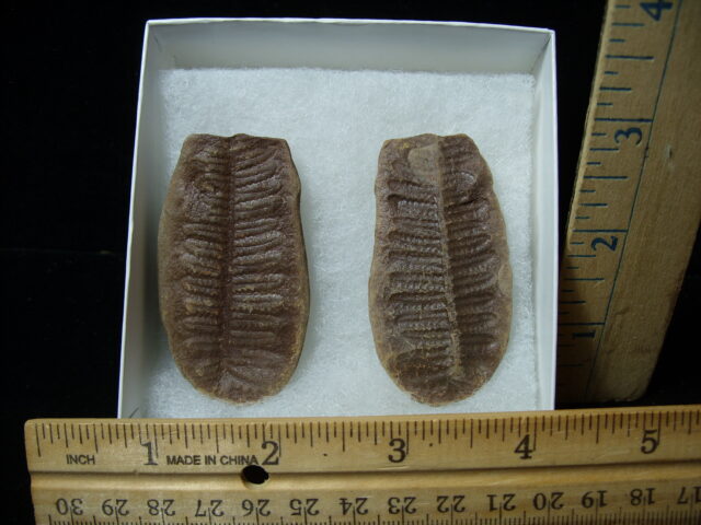 Mazon Creek Fern Fossil Nodule (041125d)