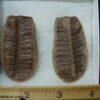 Mazon Creek Fern Fossil Nodule (041125d) - Image 3