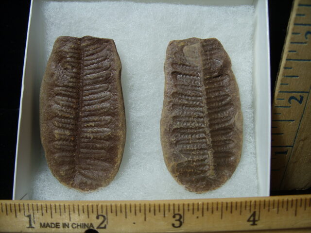 Mazon Creek Fern Fossil Nodule (041125d) - Image 3