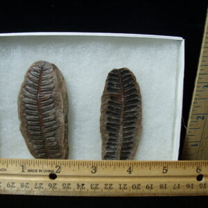 Mazon Creek Fern Fossil Nodule (041125e)