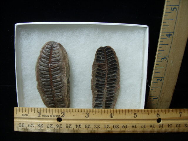 Mazon Creek Fern Fossil Nodule (041125e)