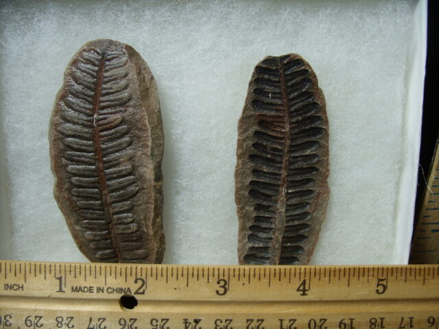 Mazon Creek Fern Fossil Nodule (041125e) - Image 2