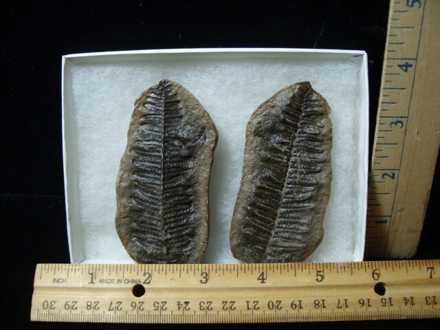 Mazon Creek Fern Fossil Nodule (041125f)