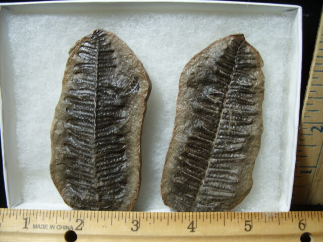Mazon Creek Fern Fossil Nodule (041125f) - Image 3