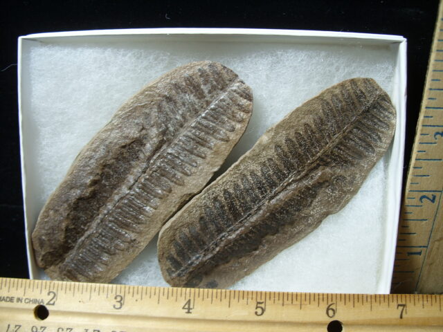 Mazon Creek Fern Fossil Nodule (041125g) - Image 2