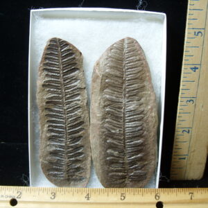 Mazon Creek Fern Fossil Nodule (041125h)