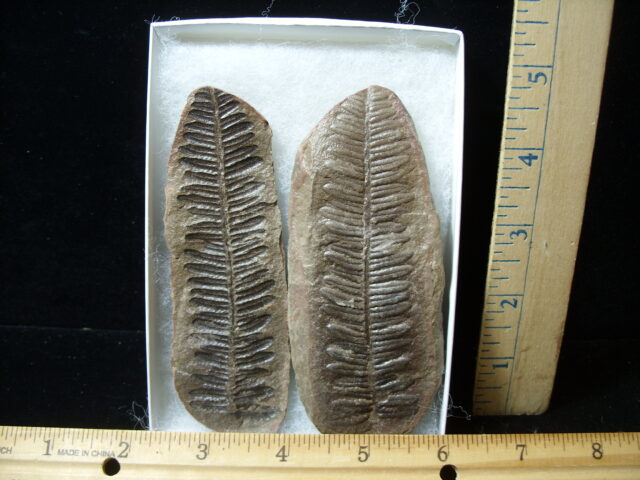 Mazon Creek Fern Fossil Nodule (041125h)