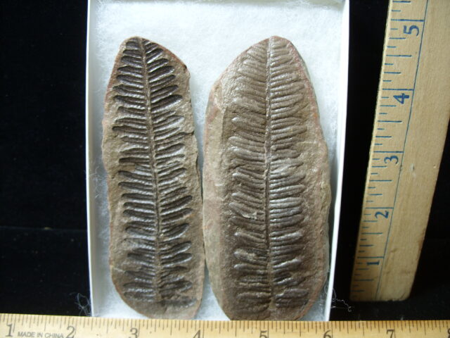 Mazon Creek Fern Fossil Nodule (041125h) - Image 2