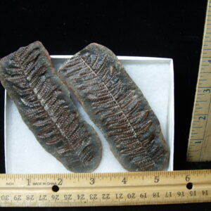 Mazon Creek Fern Fossil Nodule (041125j)