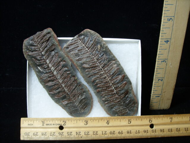 Mazon Creek Fern Fossil Nodule (041125j)