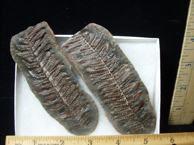 Mazon Creek Fern Fossil Nodule (041125j) - Image 2
