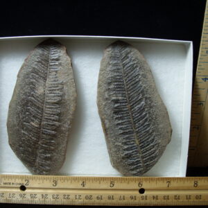 Mazon Creek Fern Fossil Nodule (041125k)