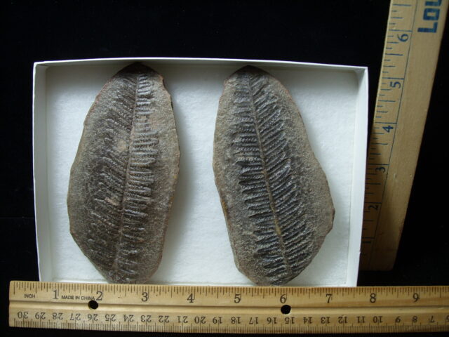 Mazon Creek Fern Fossil Nodule (041125k)