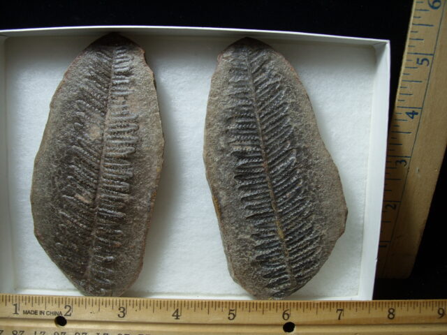 Mazon Creek Fern Fossil Nodule (041125k) - Image 3