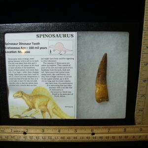 Authentic Spinosaurus Dinosaur Tooth (042025c)