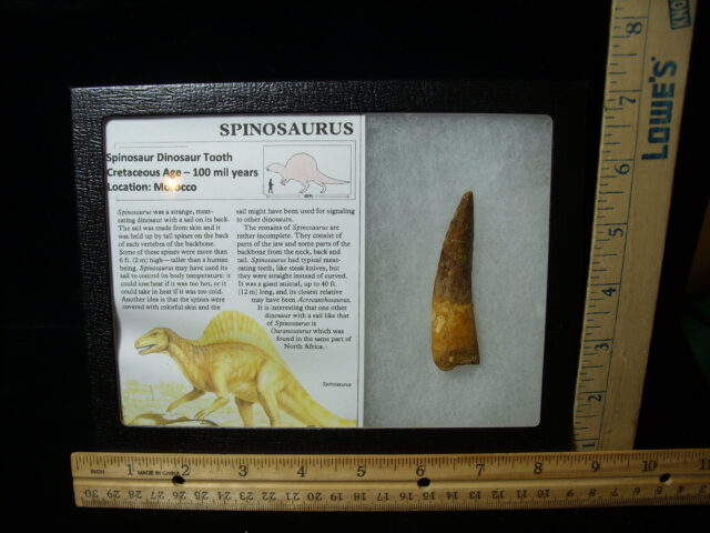 Authentic Spinosaurus Dinosaur Tooth (042025c)