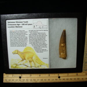 Authentic Spinosaurus Dinosaur Tooth (042025d)