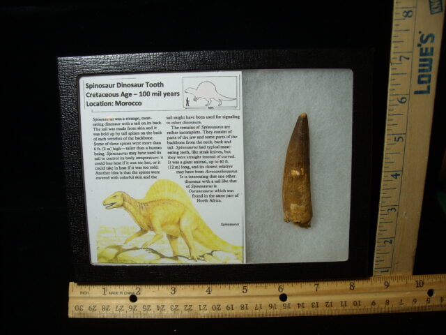 Authentic Spinosaurus Dinosaur Tooth (042025d)