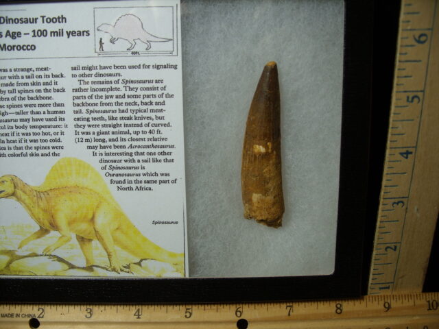 Authentic Spinosaurus Dinosaur Tooth (042025d) - Image 2