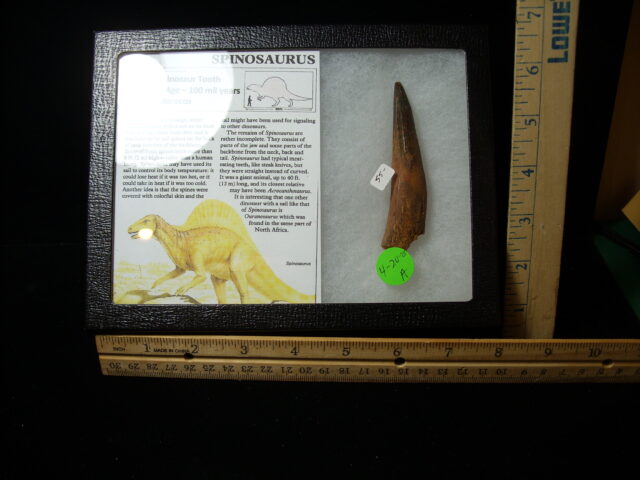 Authentic Spinosaurus Dinosaur Tooth (042025a) - Image 2