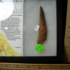 Authentic Spinosaurus Dinosaur Tooth (042025a)
