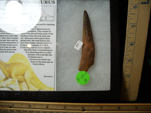 Authentic Spinosaurus Dinosaur Tooth (042025a)