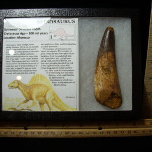 Very Large Authentic Spinosaurus Dinosaur Tooth (042025e)
