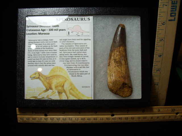 Very Large Authentic Spinosaurus Dinosaur Tooth (042025e)