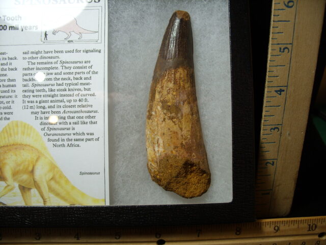 Very Large Authentic Spinosaurus Dinosaur Tooth (042025e) - Image 2