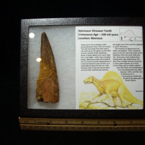 Very Large Authentic Spinosaurus Dinosaur Tooth (042025f)