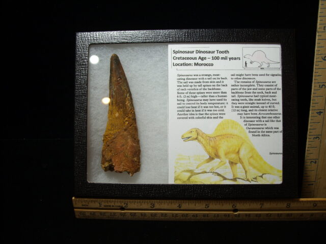 Very Large Authentic Spinosaurus Dinosaur Tooth (042025f)