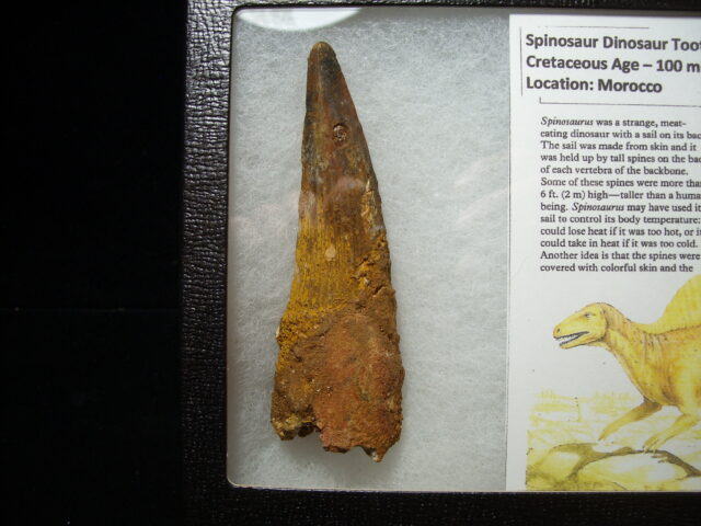Very Large Authentic Spinosaurus Dinosaur Tooth (042025f) - Image 3