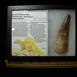 Very Large Authentic Spinosaurus Dinosaur Tooth (042025j)