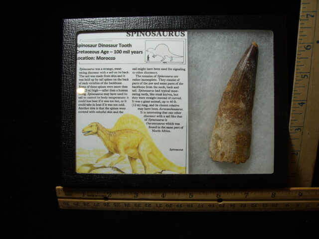 Very Large Authentic Spinosaurus Dinosaur Tooth (042025j)