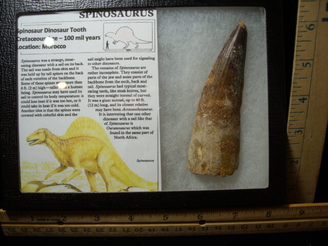 Very Large Authentic Spinosaurus Dinosaur Tooth (042025j) - Image 2