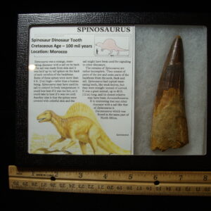 Very Large Authentic Spinosaurus Dinosaur Tooth (042025k)