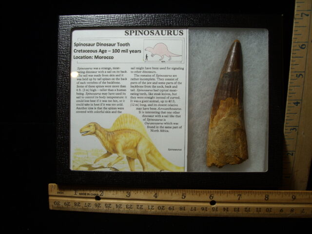 Very Large Authentic Spinosaurus Dinosaur Tooth (042025k)