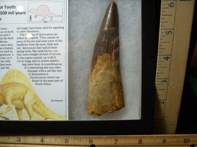 Very Large Authentic Spinosaurus Dinosaur Tooth (042025k) - Image 2