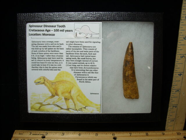 Authentic Spinosaurus Dinosaur Tooth (051525a)