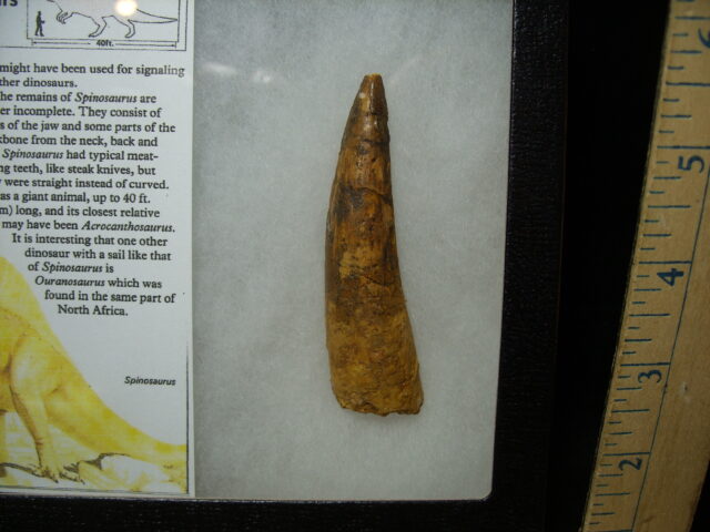 Authentic Spinosaurus Dinosaur Tooth (051525a) - Image 2