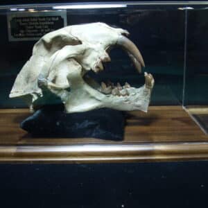 Large Adult Saber Tooth Cat Skull  (012625a)